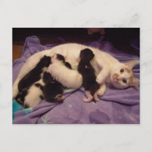 Roxy mit Kätzchen Postkarte