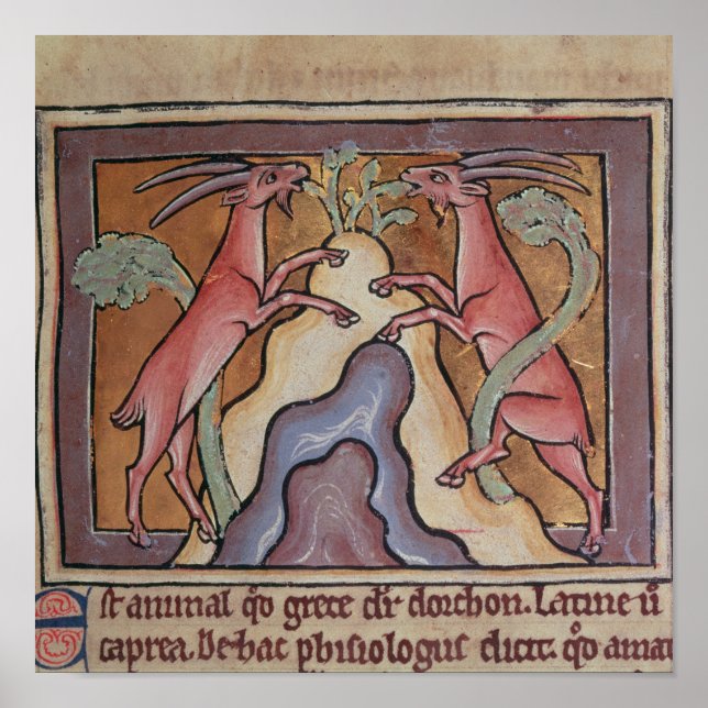 Roy Wild ziegen aus einem Bestiar Poster (Vorne)