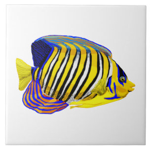 Royal Angelfish Fliese