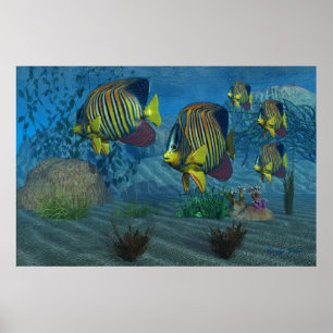 Royal Angelfish Print Poster
