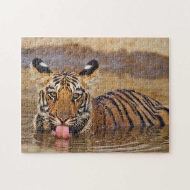Royal Bengal Tiger cub, Drinking Water (Horizontal)