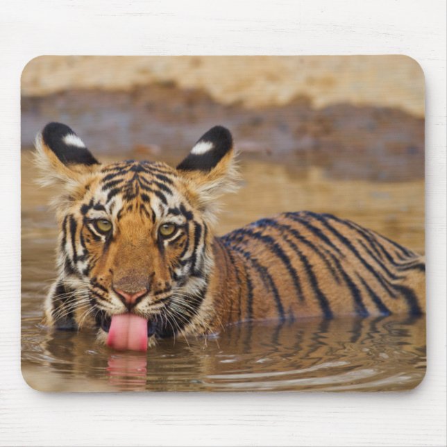 Royal Bengal Tiger cub, Drinking Water Mousepad (Vorne)