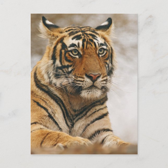 Royal Bengal Tiger on the rock, Ranthambhor Postkarte (Vorderseite)