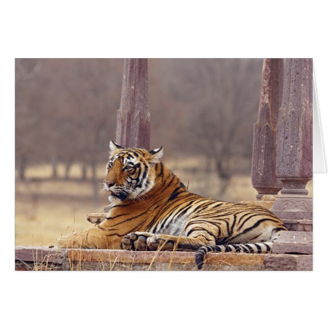 Royal Bengalisch Tiger an der Spitze, (Vorderseite (Horizontal))
