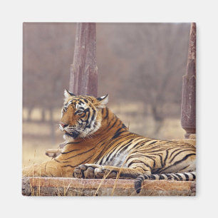 Royal Bengalisch Tiger an der Spitze, Magnet