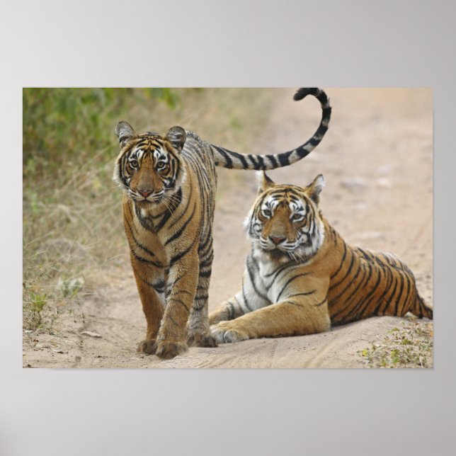 Royal Bengalisch Tiger and young, Ranthambhor Poster (Vorne)