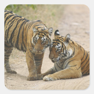 Royal Bengalisch Tiger and young - Touching ahead, Quadratischer Aufkleber