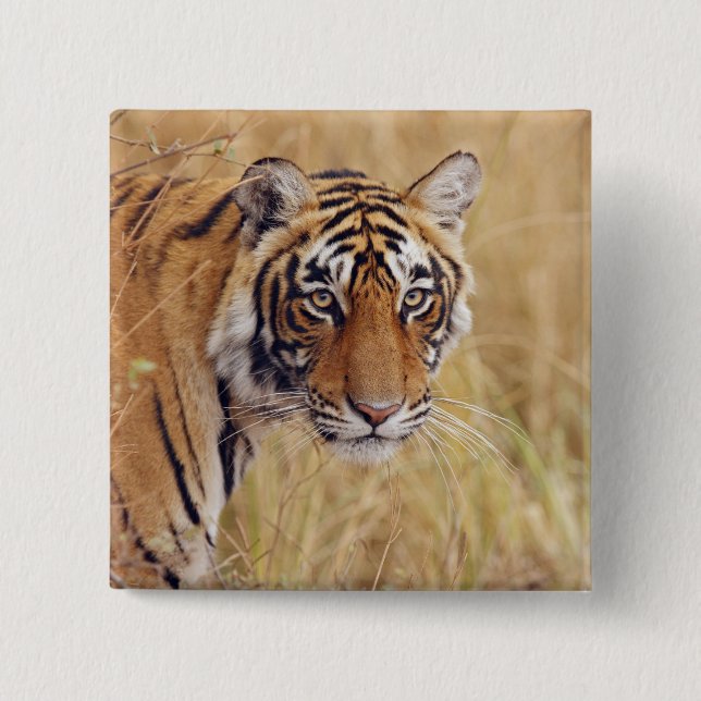 Royal Bengalisch Tiger Button (Vorderseite)