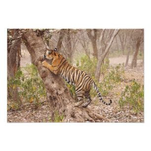 Royal Bengalisch Tiger klettert den Baum hinauf, Fotodruck