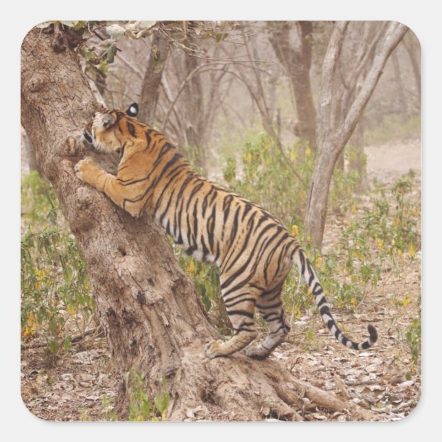 Royal Bengalisch Tiger klettert den Baum hinauf, Quadratischer Aufkleber (Vorderseite)