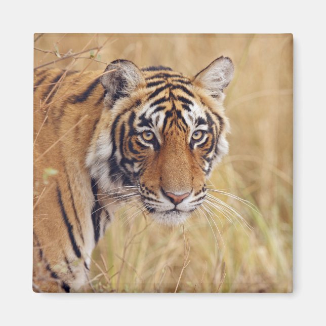 Royal Bengalisch Tiger Magnet (Vorne)