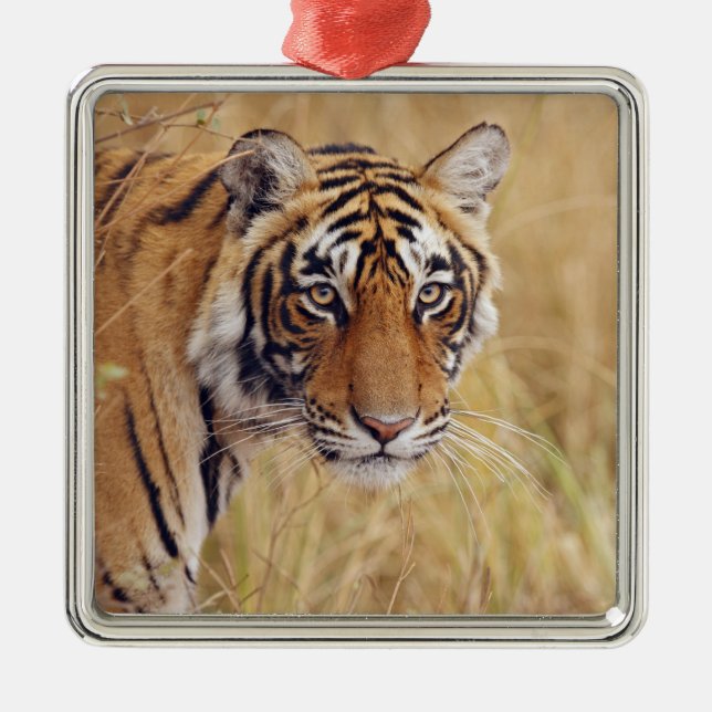 Royal Bengalisch Tiger Silbernes Ornament (Vorne)