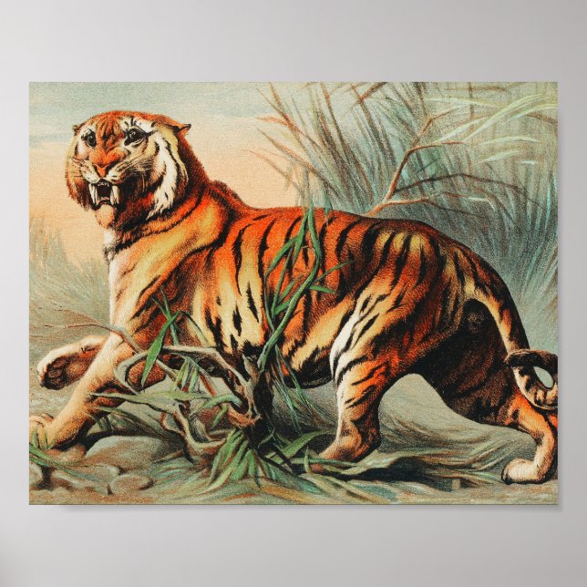 Royal Bengalisch Tiger Vintag Illustration Poster (Vorne)