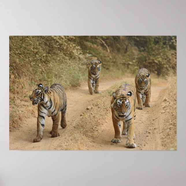 Royal Bengalisch Tigers on track, Ranthambhor 4 Poster (Vorne)