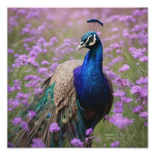 Royal Blue: Blue Peacock in Lavender Field, Fotodruck