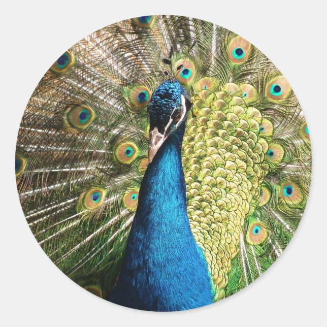 Royal Blue Peacock Runder Aufkleber (Vorderseite)