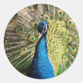 Royal Blue Peacock Runder Aufkleber