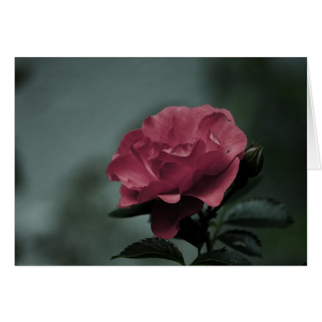 Royal Blush Card (Vorderseite (Horizontal))