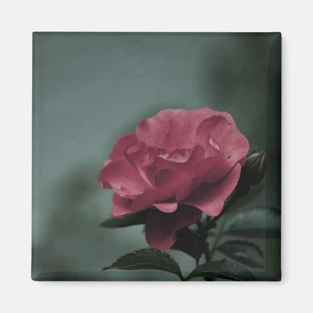 Royal Blush Magnet (Vorne)