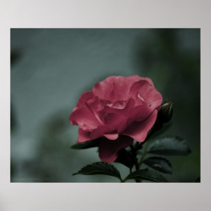Royal Blush Print Poster