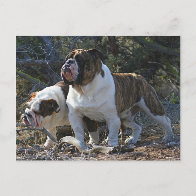 Royal Bulldogs Postkarte (Vorderseite)