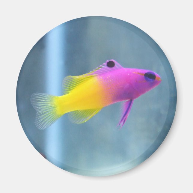 Royal Gramma Foto Magnet (Vorne)