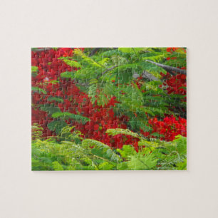 Royal Poinciana