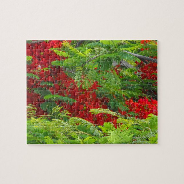Royal Poinciana (Horizontal)