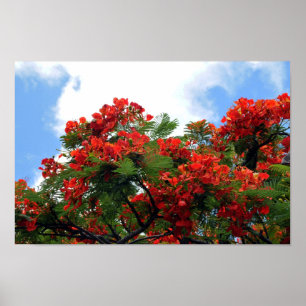 Royal Poinciana Flowering Tree Print Poster