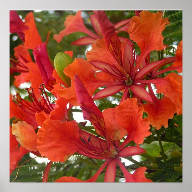 Royal Poinciana Poster (Vorne)