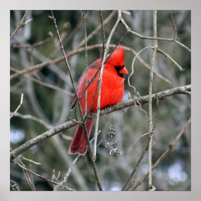 Royal Red Kardinal 24x24 Poster (Vorne)
