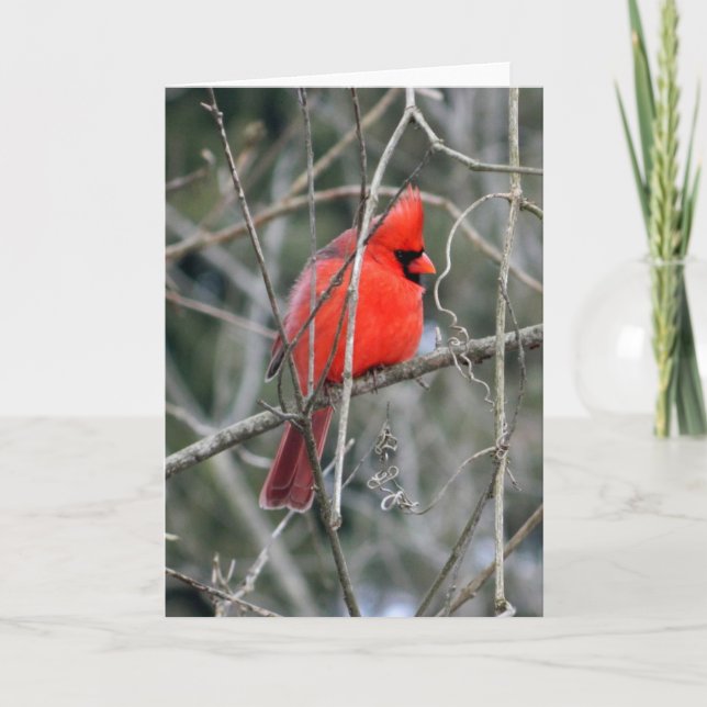 Royal Red Kardinal Grußkarte Karte (Vorderseite)