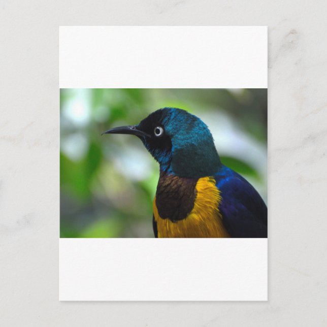 Royal Starling Postkarte (Vorderseite)