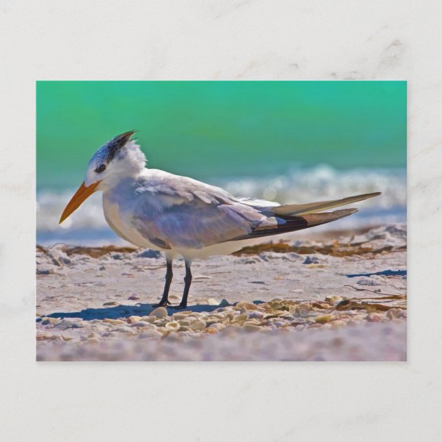 Royal Tern Bird Postcard Postkarte (Vorderseite)
