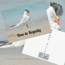 Royal Tern Bow zu Royalty Funny Fotografy Postkarte