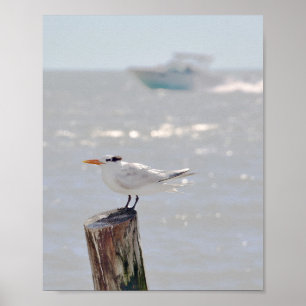 Royal Tern in Florida Poster