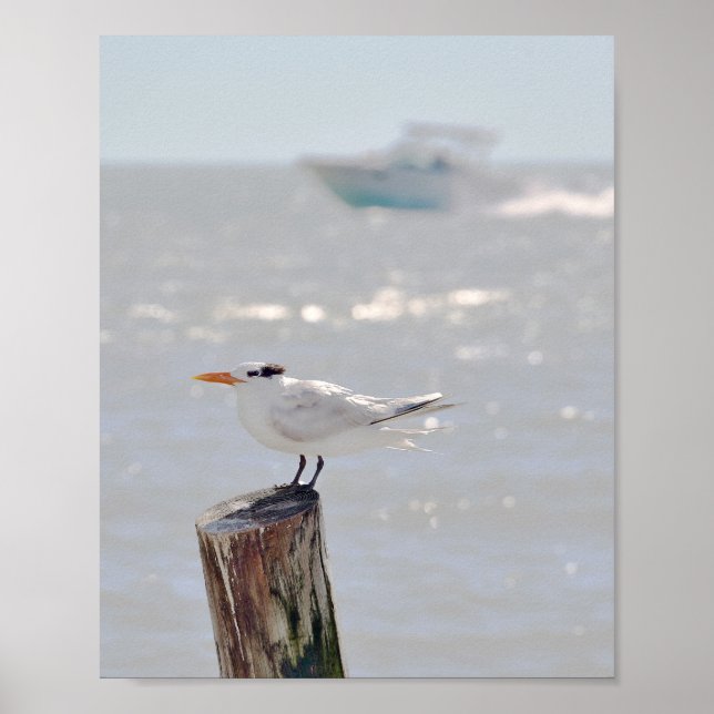 Royal Tern in Florida Poster (Vorne)