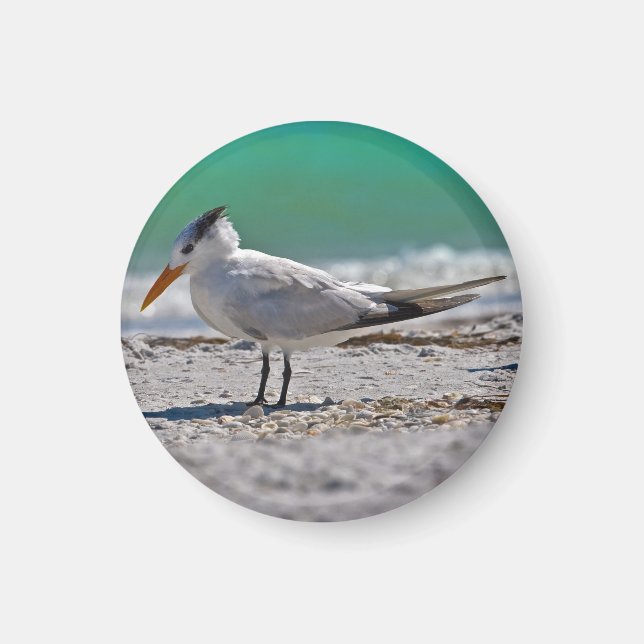 Royal Tern Magnet (Vorne)