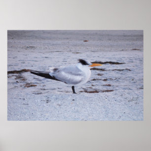 Royal Tern Poster