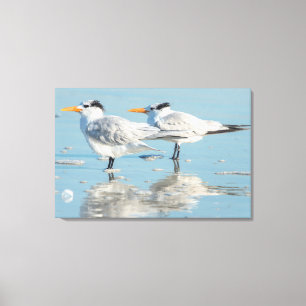 Royal Terns am Strand Leinwanddruck