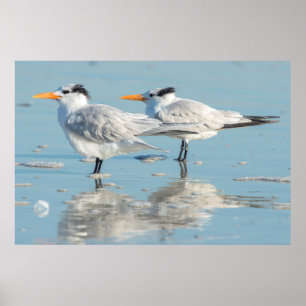 Royal Terns on beach Poster