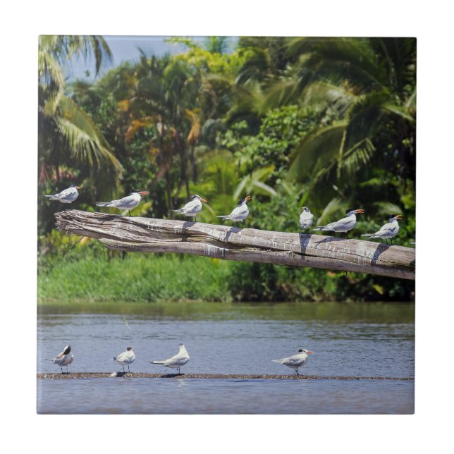 Royal terns, Tortuguero Flussmündung - Costa Rica Fliese (Vorderseite)