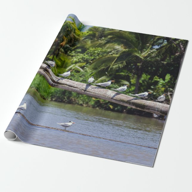 Royal terns, Tortuguero Flussmündung - Costa Rica Geschenkpapier (Ungerollt)