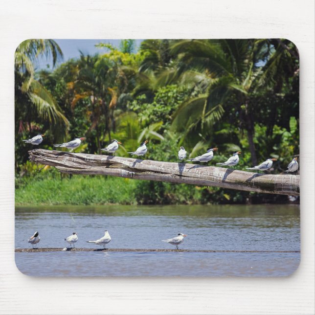 Royal terns, Tortuguero Flussmündung - Costa Rica Mousepad (Vorne)