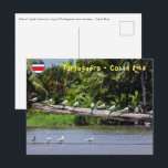 Royal terns, Tortuguero Flussmündung - Costa Rica Postkarte<br><div class="desc">Reihe von königlichen Seeschwalben auf einem Grundstück in der Flussmündung des Tortuguero - Costa Rica</div>