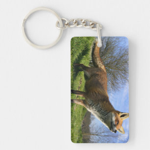 Royaume-Uni, Angleterre. Renard roux (Vulpes vulpe