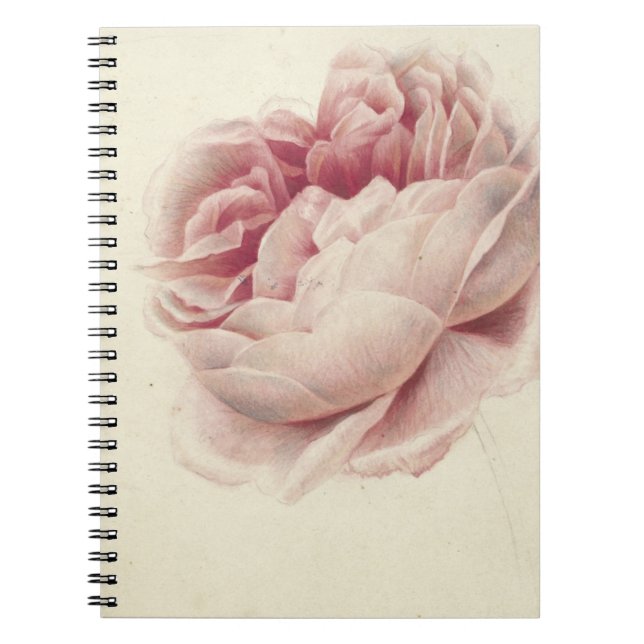 Roze Roos (1792) - Zeitlose Vintage botanische Kun Notizblock (Vorderseite)