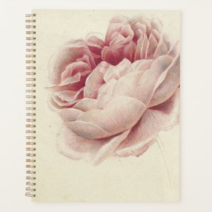 Roze Roos (1792) - Zeitlose Vintage botanische Kun Planer