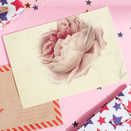 Roze Roos (1792) - Zeitlose Vintage botanische Kun Postkarte