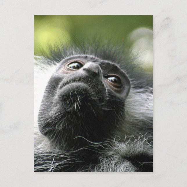Ruanda Colobus Monkey Postcard Postkarte (Vorderseite)